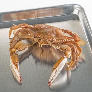 Ward's® Pure Preserved™ Blue Crab