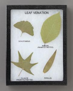 Comparison of Leaf Venation Riker Mount