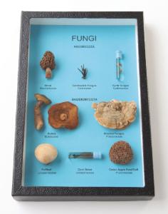 Comparative Fungi Riker Mount, Ward’s®