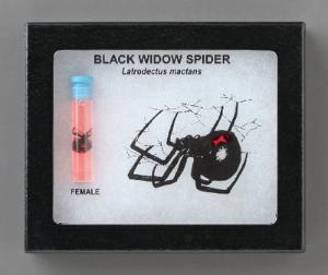 Black Widow Riker