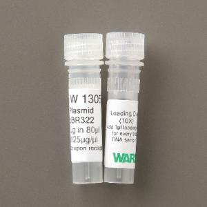 Ward's® Plasmid DNA for Transformations
