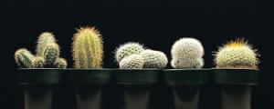 Cactus Set of 5