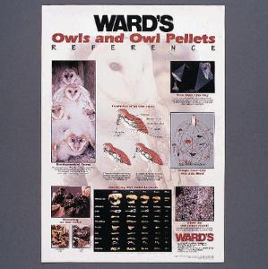 Ward's® Owls and Owl Pellets Reference Poster