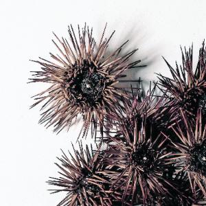 Preserved Purple Sea Urchin
