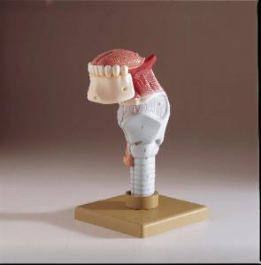 Somso® Larynx with Tongue Model