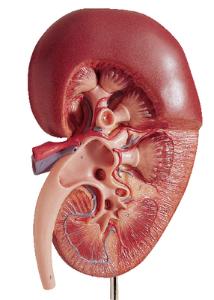 Somso® Oversized Kidney Model