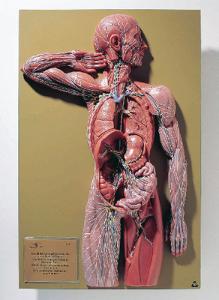 Somso® Lymphatic System Model