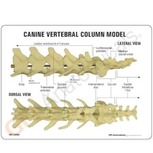 GPI Anatomicals® Canine 5-piece Vertebrae Model