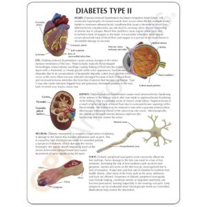 GPI Anatomicals® Type II Diabetes Model