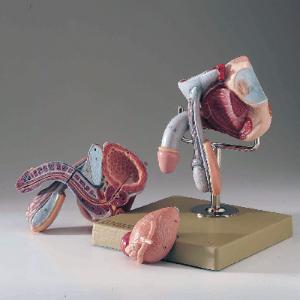 Somso® Male Genital Organs Model