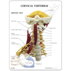 GPI Anatomicals® Muscled Cervical Spine Model