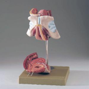 Somso® Female Genital Organs Model