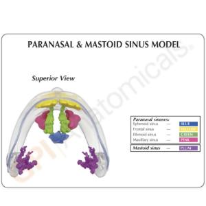 GPI Anatomicals® Clear Sinus Model