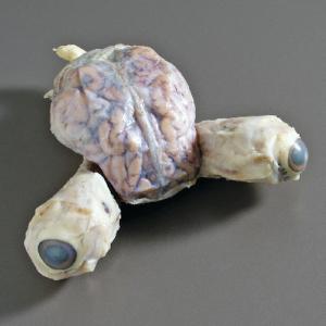 Pig Brain with Eyes