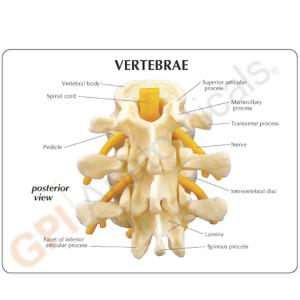 GPI Anatomicals® Basic Vertebrae Model