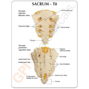 GPI Anatomicals® Sacrum T8 Spine