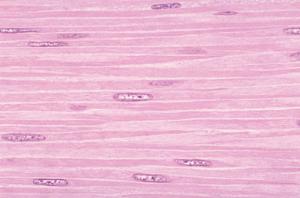 Smooth Muscle, Thin Section Slide