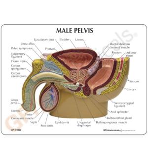 GPI Anatomicals® Male Pelvis with 3D Prostate Frame Model