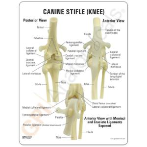 GPI Anatomicals® Canine Joints