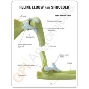 GPI Anatomicals® Feline Elbow / Shoulder
