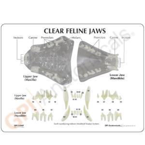 GPI Anatomicals® Clear Feline Jaw