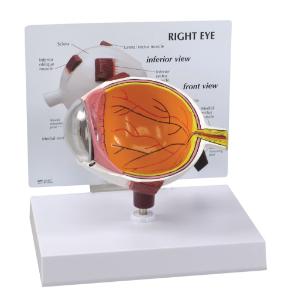 GPI Anatomicals® Eye Model