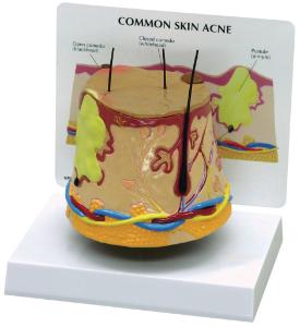 GPI Anatomicals® Skin Health Models