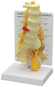 GPI Anatomicals® Flexible Lumbar Vertebrae Model