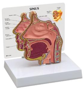 GPI Anatomicals® Basic Sinus Model