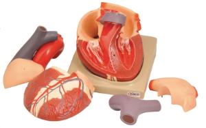 Eisco® Giant Heart Model