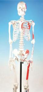 Eisco® Painted And Articulated Skeleton Model