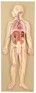 Eisco® Human Circulatory System