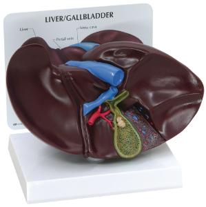 GPI Anatomicals® Basic Liver Model