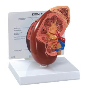 GPI Anatomicals® Basic Kidney Model