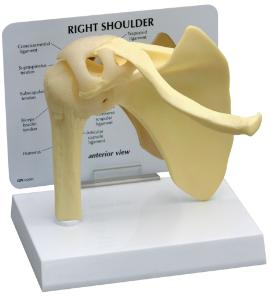 GPI Anatomicals® Shoulder Joint