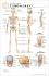 Post-It® Anatomical Charts