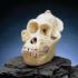 Somso® Orangutan Skull, Male