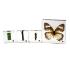 Butterfly life cycle set of 4