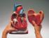 Denoyer-Geppert® Giant Heart Model