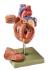 Somso® Twice Life-Size Heart Model