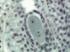 <i>Lilium</i> Ovary, Binucleate Embryo Sac Slide