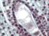 <i>Lilium</i> Ovary, Eight-Nucleate Embryo Sac Slide