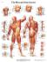 3B Scientific® Muscular System Chart