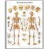 3B Scientific® Skeleton Chart