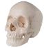 Beauchene Skull - Natural