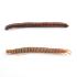 Large Southern Millipede