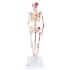 3B Scientific® Miniature Skeletons