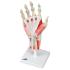 3B Scientific® Hand Skeleton with Muscles and Ligaments