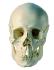 Somso® Dissectible Skulls
