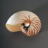 Nautilus Pompilius Shell